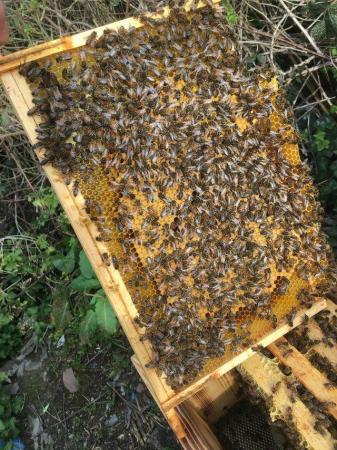 Image 4 of Honey bees, colonies, nucleus