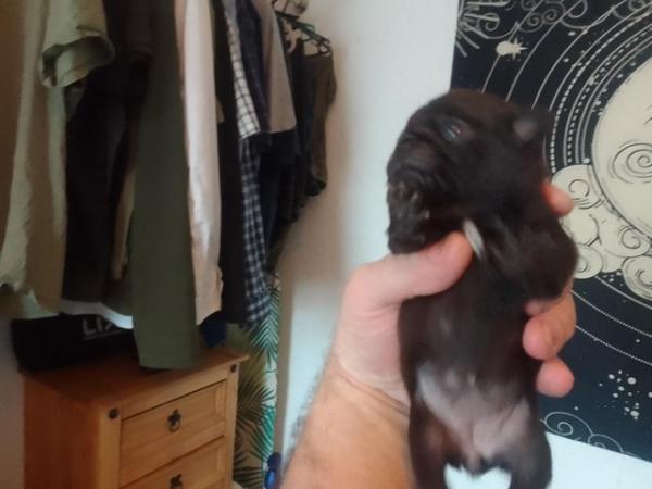 Image 1 of Beautiful little pug puppies for sale