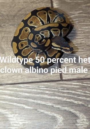 Image 10 of Reduced royal python morphs hatchlings and adults