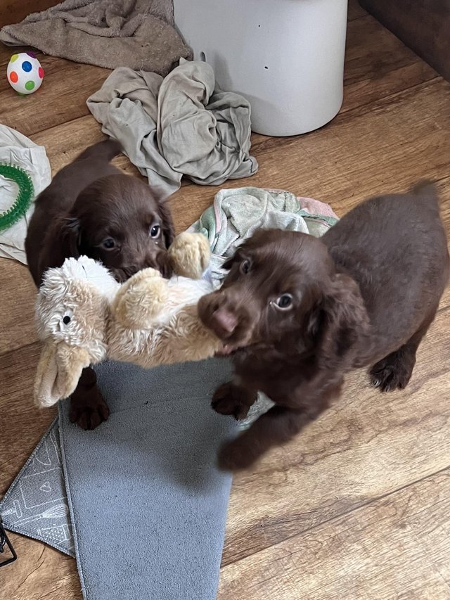 Preview of the first image of Beautiful Working cocker spaniel pups.