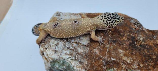 Image 2 of 8x2022 Adult Leopard Geckos £50 each unless stated otherwise