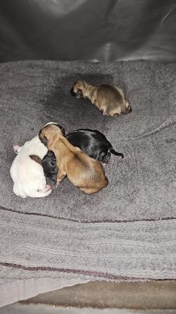 Image 2 of female chihuahua puppy looking for her forever sofa