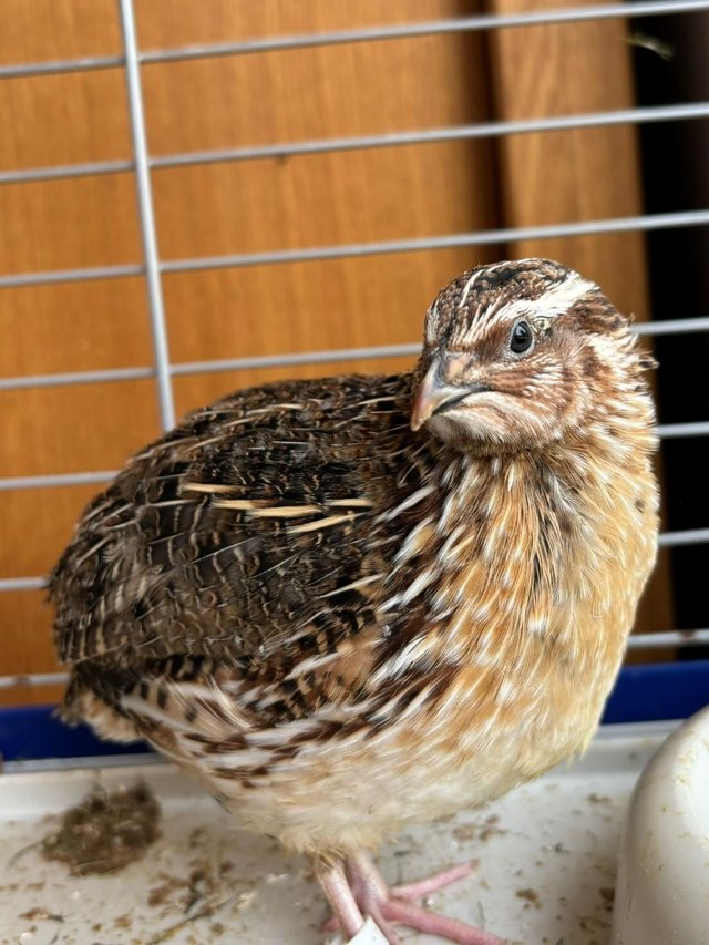 Preview of the first image of Quail roosters (coturnix).