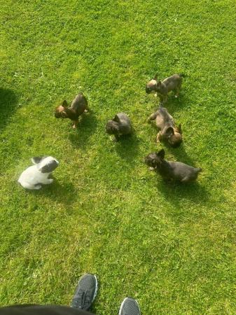 Image 1 of Gorgeous French bulldog puppies