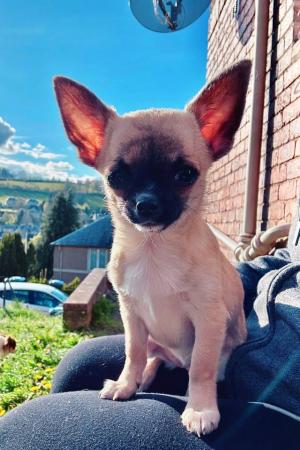 Image 1 of Smooth coat chihuahua puppies