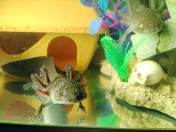 Image 9 of Axolotls £5 each x2 Wild Types. Coldwater