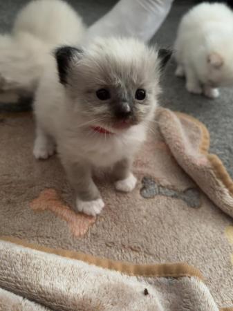 Image 6 of ALL SOLD Ragdoll kittens