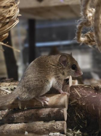Image 5 of Micro Squirrels (African Pygmy Dormice)