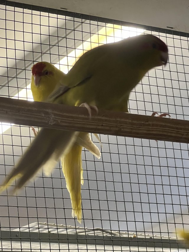 Preview of the first image of Young Kakariki Parakeets.