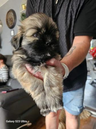 Image 16 of Lhasa apso puppies for sale