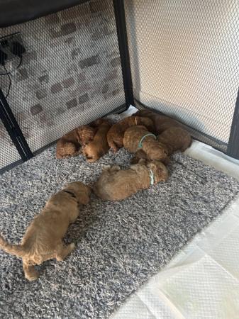 Image 2 of Cockapoo puppys | ready 9th April | Viewings now
