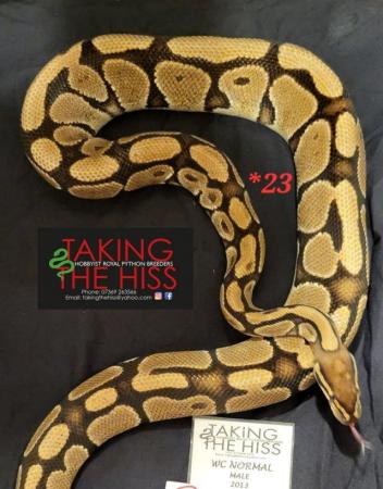 Image 4 of Royal pythons various morphs 2013-2021