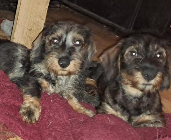 Image 1 of standard wirehaired dachshund DOG puppies