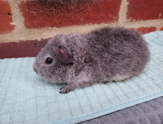 Baby rex best sale guinea pig