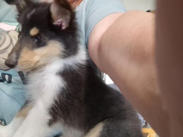 Image 4 of 8 week old rough collie pups for sale