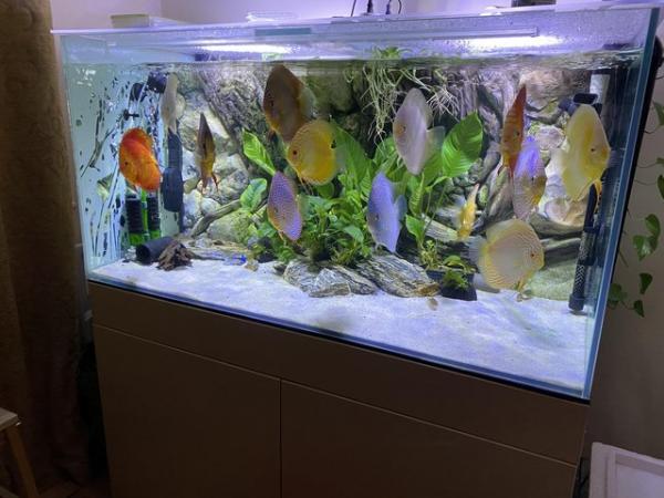 Image 4 of Aquarium 3D background for fish tank