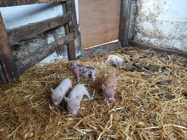 Preview of the first image of Micro piglets very small.
