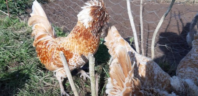 Image 2 of Show Quality Pure Buff Laced Chamois Polish Cockerel Rooster
