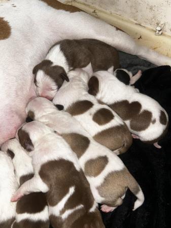 Image 3 of Staffy x puppies for sale