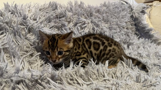 Image 9 of Tica bengal kittens for sale!