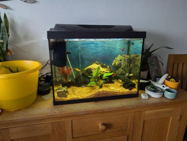 Image 4 of 80ltr fish tank, tropical fish, accessories