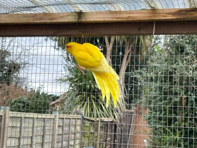 Preview of the first image of ONE FEMALE YELLOW KAKARIKI FOR SALE.