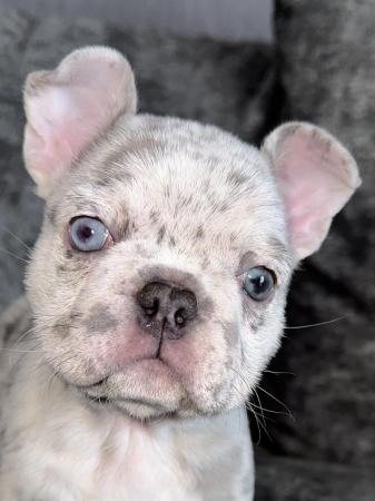 Image 4 of french bulldog puppies READY NOW