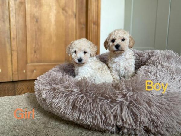 Image 16 of DNAHealth tested Champagne Toy Poodle pups READY NOW!