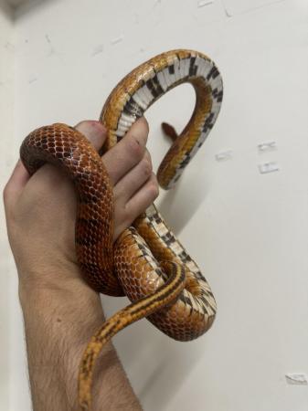Image 3 of Carolina corn snake male available