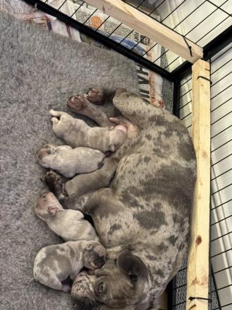 Image 7 of Mearle French bulldog puppies