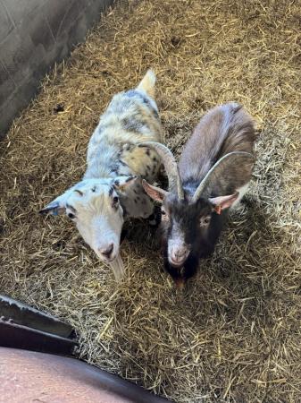 Image 1 of Male and female Pygmy goat