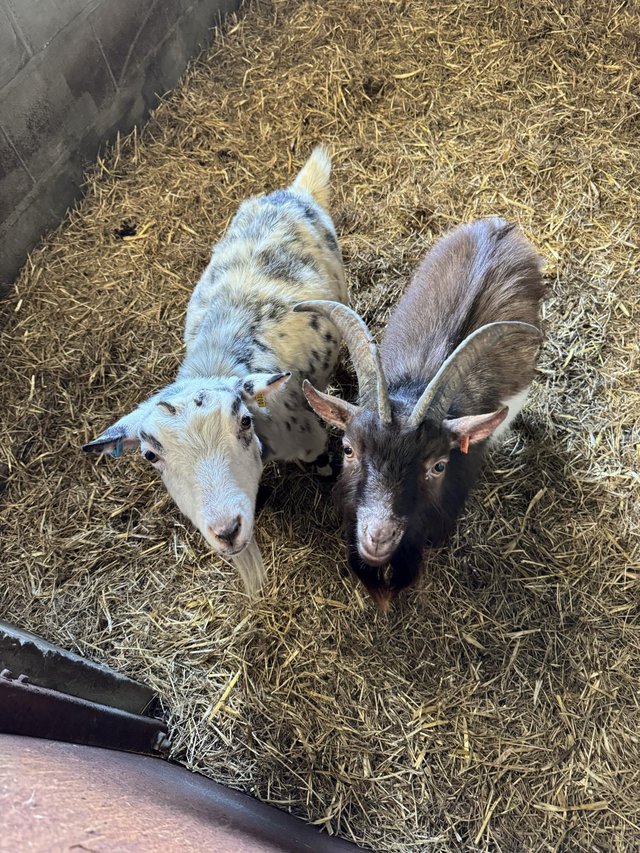 Preview of the first image of Male and female Pygmy goat.