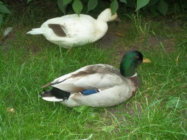 Image 9 of QUALITY CALL DUCK DUCKLINGS £12 EACH.15 AVAILABLE.