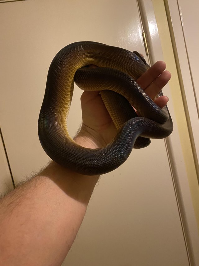 Preview of the first image of Northern White lip python.