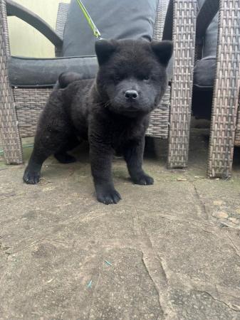 Image 5 of male short haired chow chow