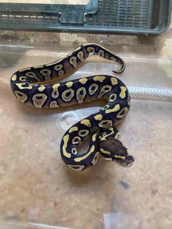 Image 5 of Royal python Mojave pastel fire £90 Each