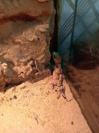 Image 3 of Tokay gecko, Barking gecko, blue tongue skinks. Cresties