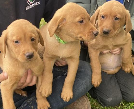 Image 1 of Fox Red Labrador puppies for sale