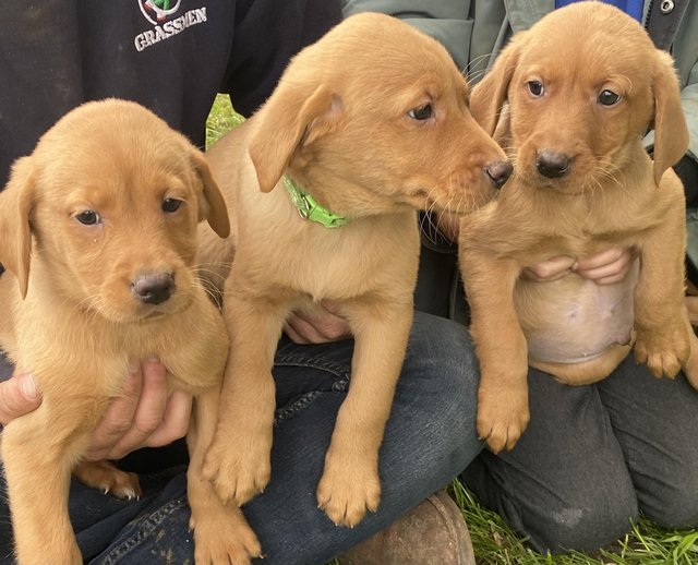 Preview of the first image of Fox Red Labrador puppies for sale.