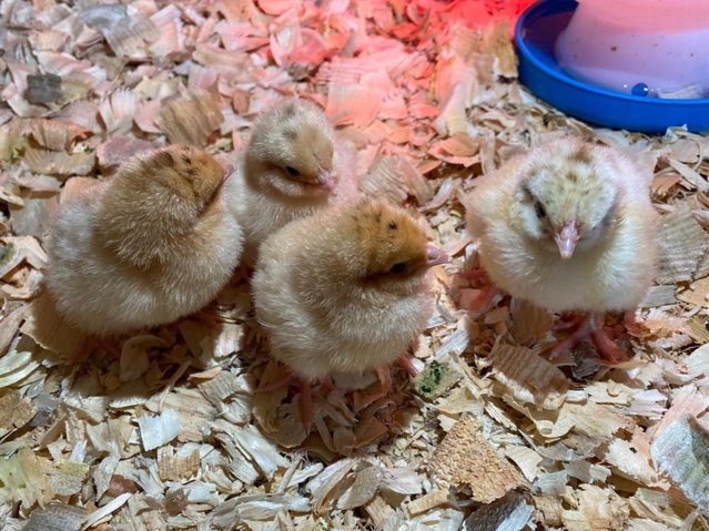 Preview of the first image of Buff Orpington Chicks (Un-sexed).