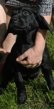 Image 34 of KC Registered Health Tested Parents Labrador Puppies