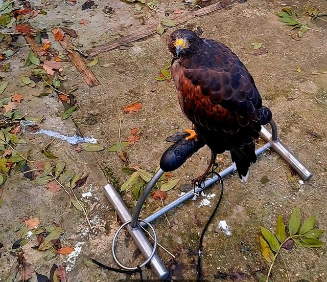 Preview of the first image of Harris hawk for sale 4 years old.