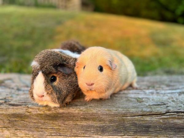 Image 13 of Guinea pigs male and female for sale. Sheffield.