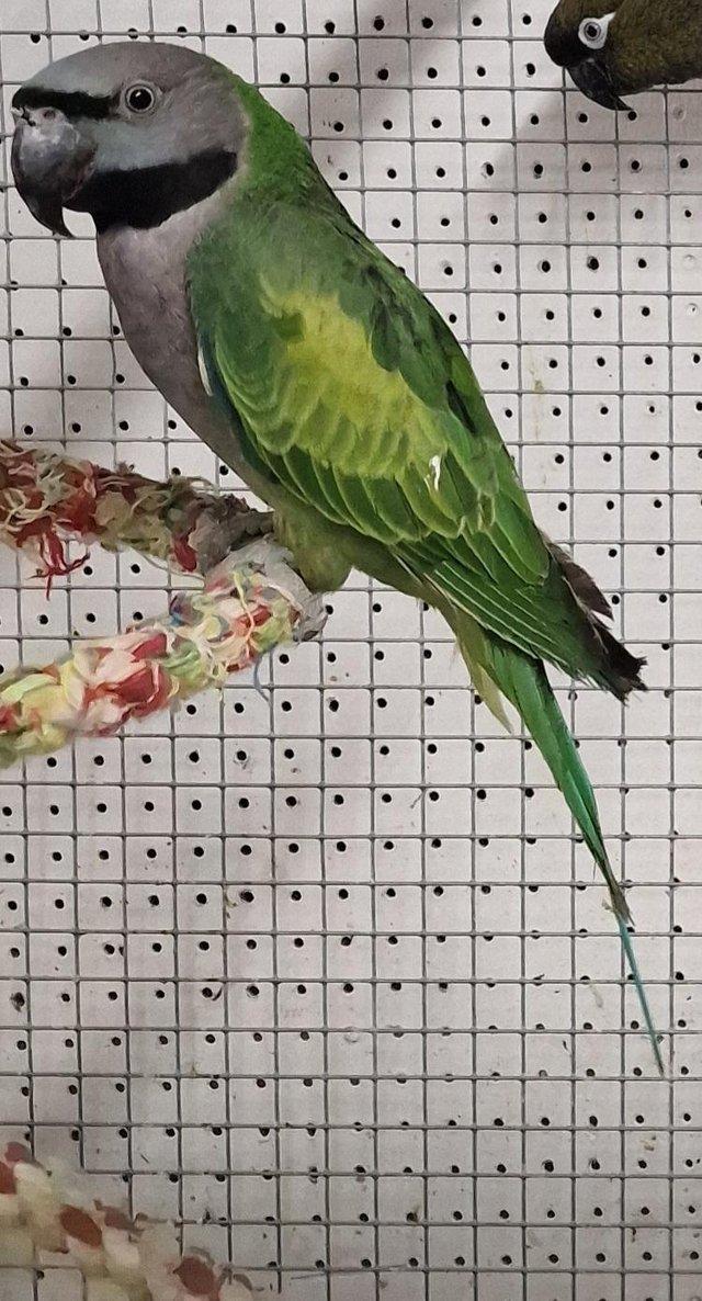 Preview of the first image of X Young Alexandrine, Derbyan, Patagonion Parrots X.