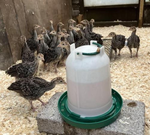 Image 1 of Bronze Turkey chicks hatched Saturday 11th May 2024