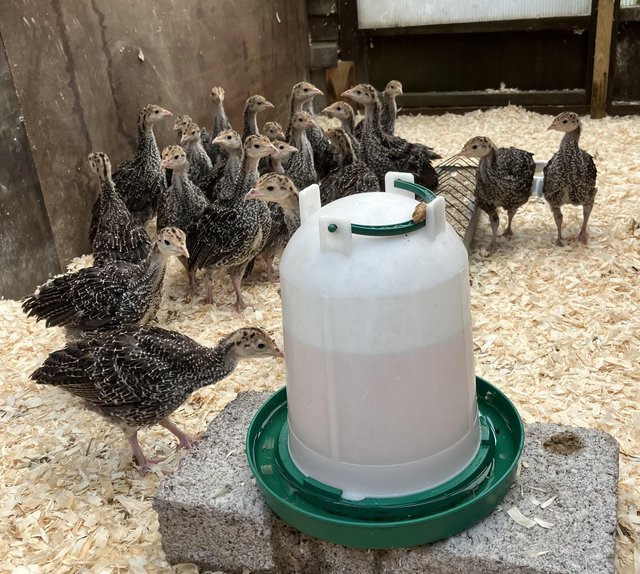 Preview of the first image of Bronze Turkey chicks hatched Saturday 11th May 2024.