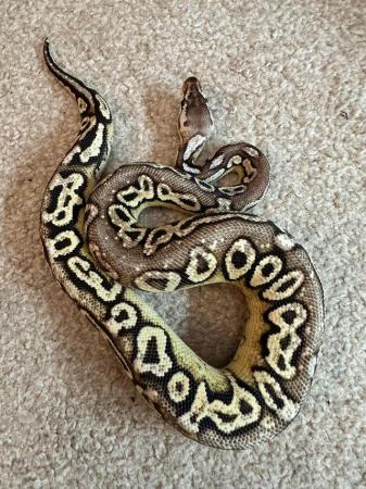 Image 5 of royal pythons! Reduced !!!!!!!!