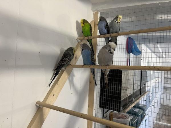 Image 3 of Budgies exhibition and pet types
