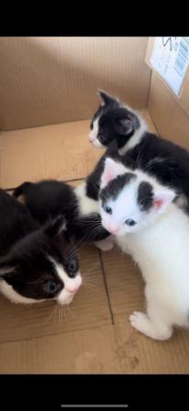 Image 1 of 4 black and white kittens for sale