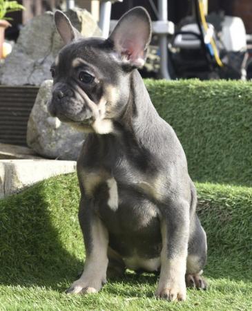 Image 3 of 3 Adorable French Bulldog pups left